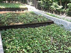 250px-Wasabi_crop_2006-07-29