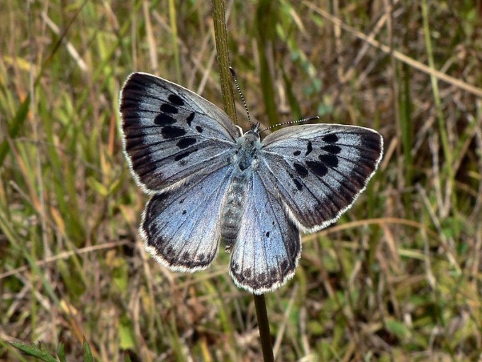 800px-Maculinea_arion_Large_Bl