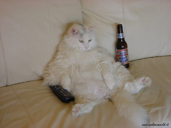 lazy-cat5