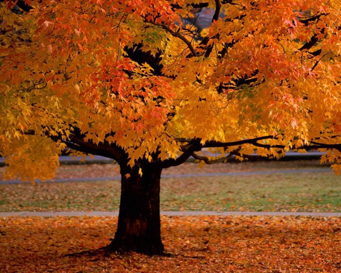 autumn_tree